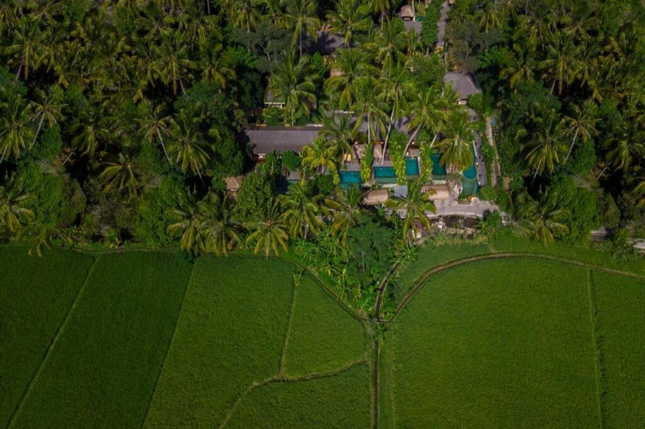 Padi * Ubud